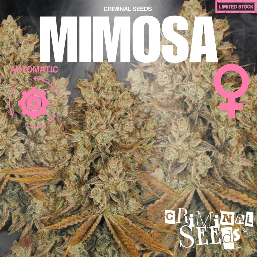 [15403] Criminal Seeds Mimosa Auto Fem 3St.