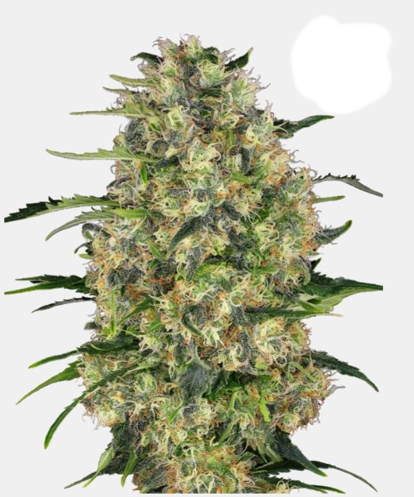 [15411] Sensi Seeds Black Domina Fem. 3St.