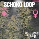 Criminal Seeds Schoko Loop Auto Fem 3St.