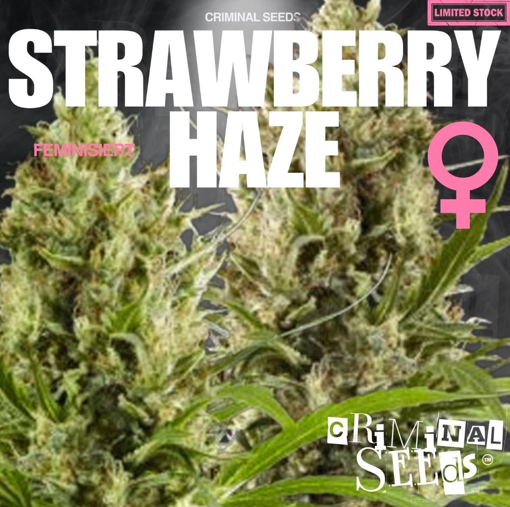 [15420] Criminal Seeds Strawberry Haze Fem 3St.