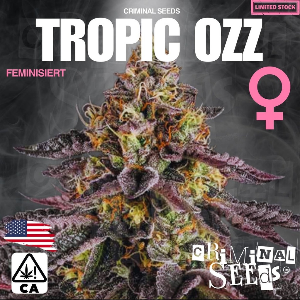[15421] Criminal Seeds Trop Ozz Cali Limited Fem 3St.