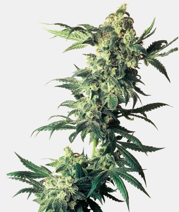 [15424] Sensi Seeds Northern Lights #5 x Haze Fem. 10St.
