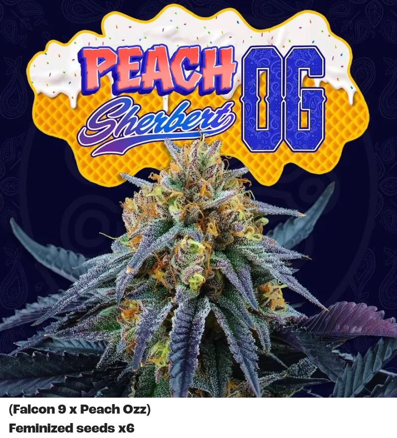 [15442] Perfect Tree Peach Sherbert OG Fem 6St.