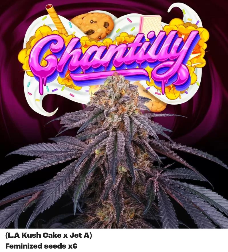 [15443] Perfect Tree Chantilly X6 Fem 6St.