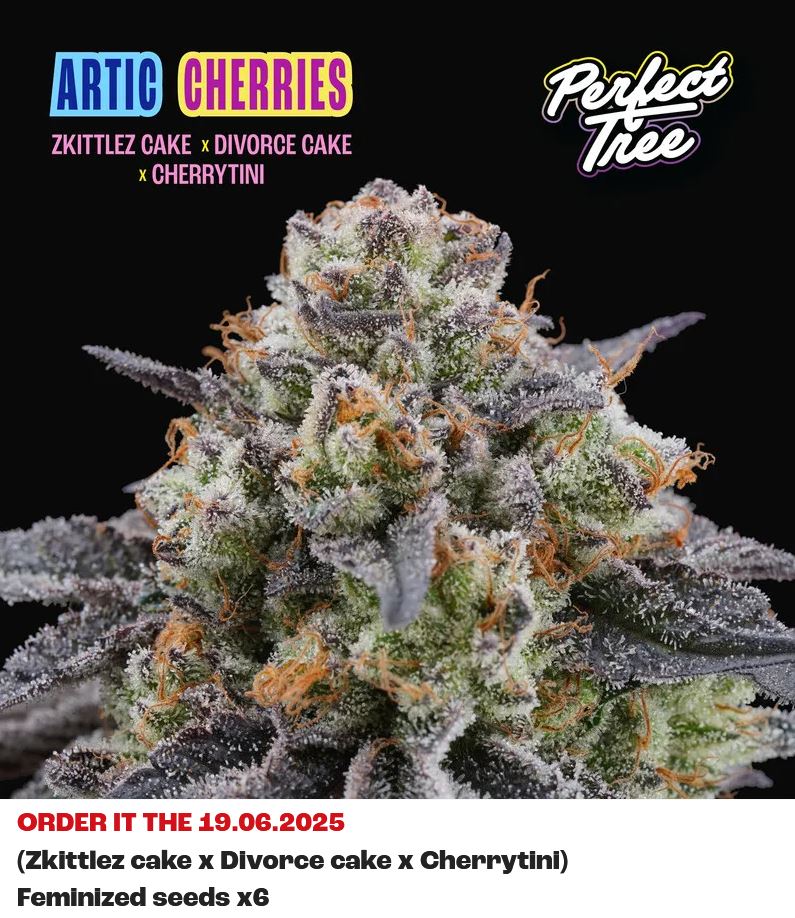 [15444] Perfect Tree Artic Cherries Fem 6St.