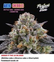 Perfect Tree Artic Cherries Fem 6St.