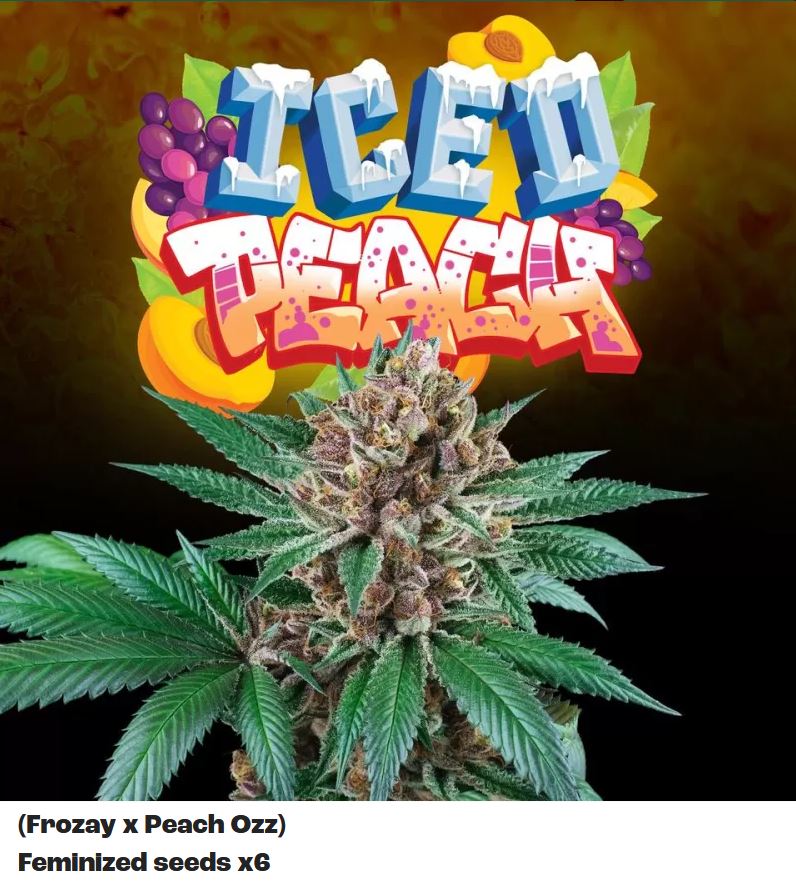 [15446] Perfect Tree Iced Peach x6 Fem 6St.
