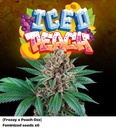 Perfect Tree Iced Peach x6 Fem 6St.