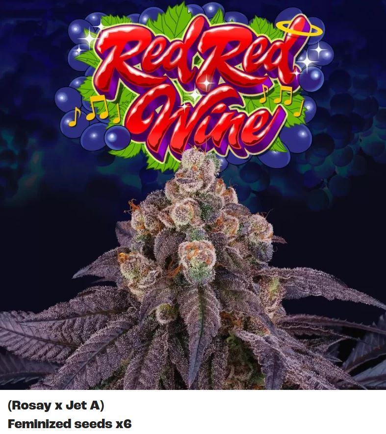 [15447] Perfect Tree Red Red Wine Fem 6St.