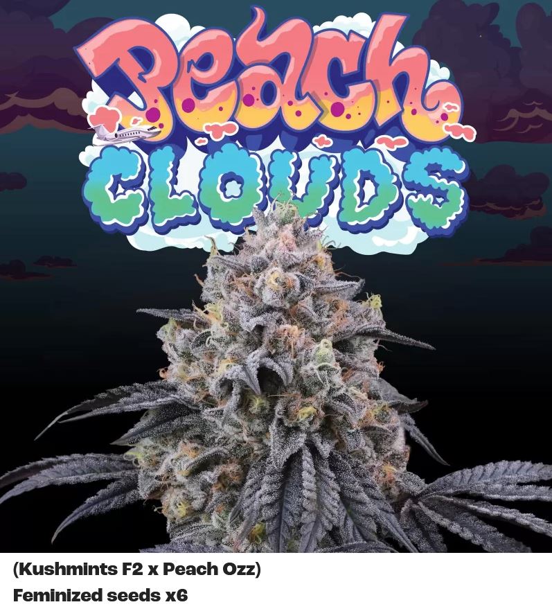 [15448] Perfect Tree Peach Clouds Fem 6St.