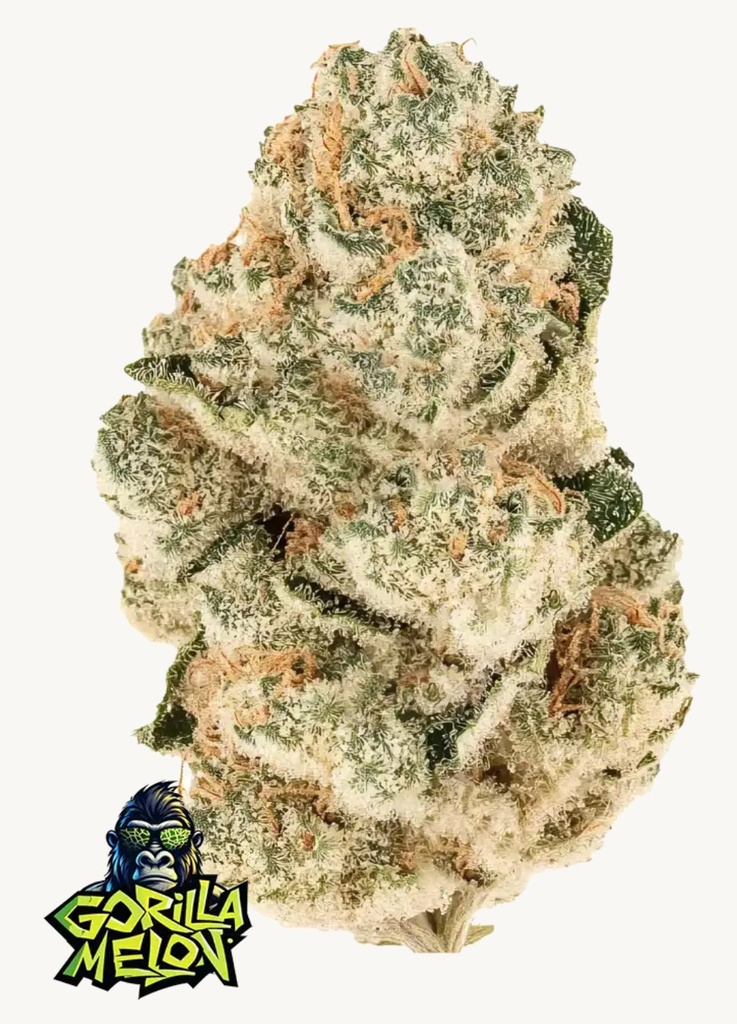 Fast Buds Gorilla Melon Fem 3St.
