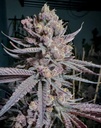 Solfire Gardens Ripe Fem 6St.