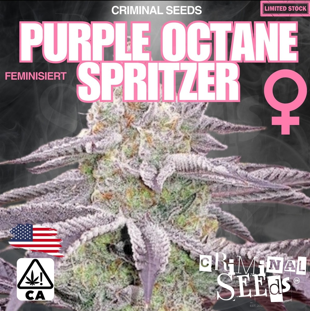 [BT-16963] Criminal Seeds Purple Octane Spritzer Fem 3St.