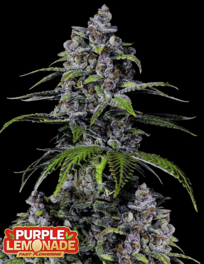[BT-16966] Fast Buds Purple Lemonade FF Fem 3St.