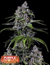 Fast Buds Purple Lemonade FF Fem 3St.