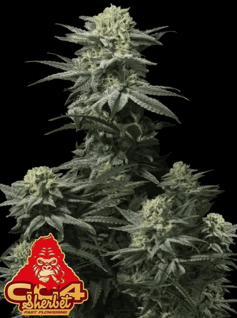 [BT-16967] Fast Buds GG4 Sherbet FF Fem 3St.