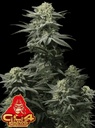 Fast Buds GG4 Sherbet FF Fem 3St.