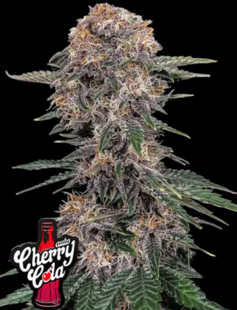 Fast Buds Cherry Cola Auto Fem 3St.