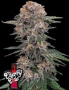 Fast Buds Cherry Cola Auto Fem 3St.