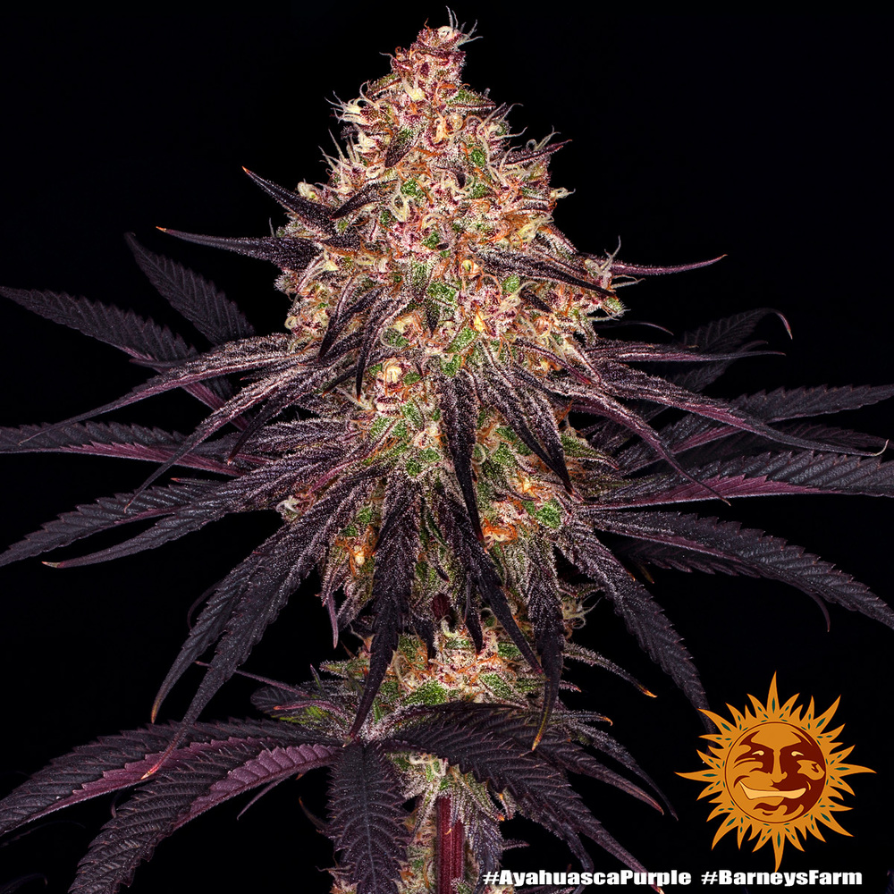 [BT-16975] Barneys Farm Ayahuasca Purple Fem 3St.