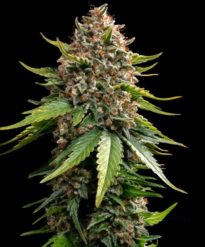 [BT-16979] Barneys Farm White Widow XXL Auto Fem 3St.