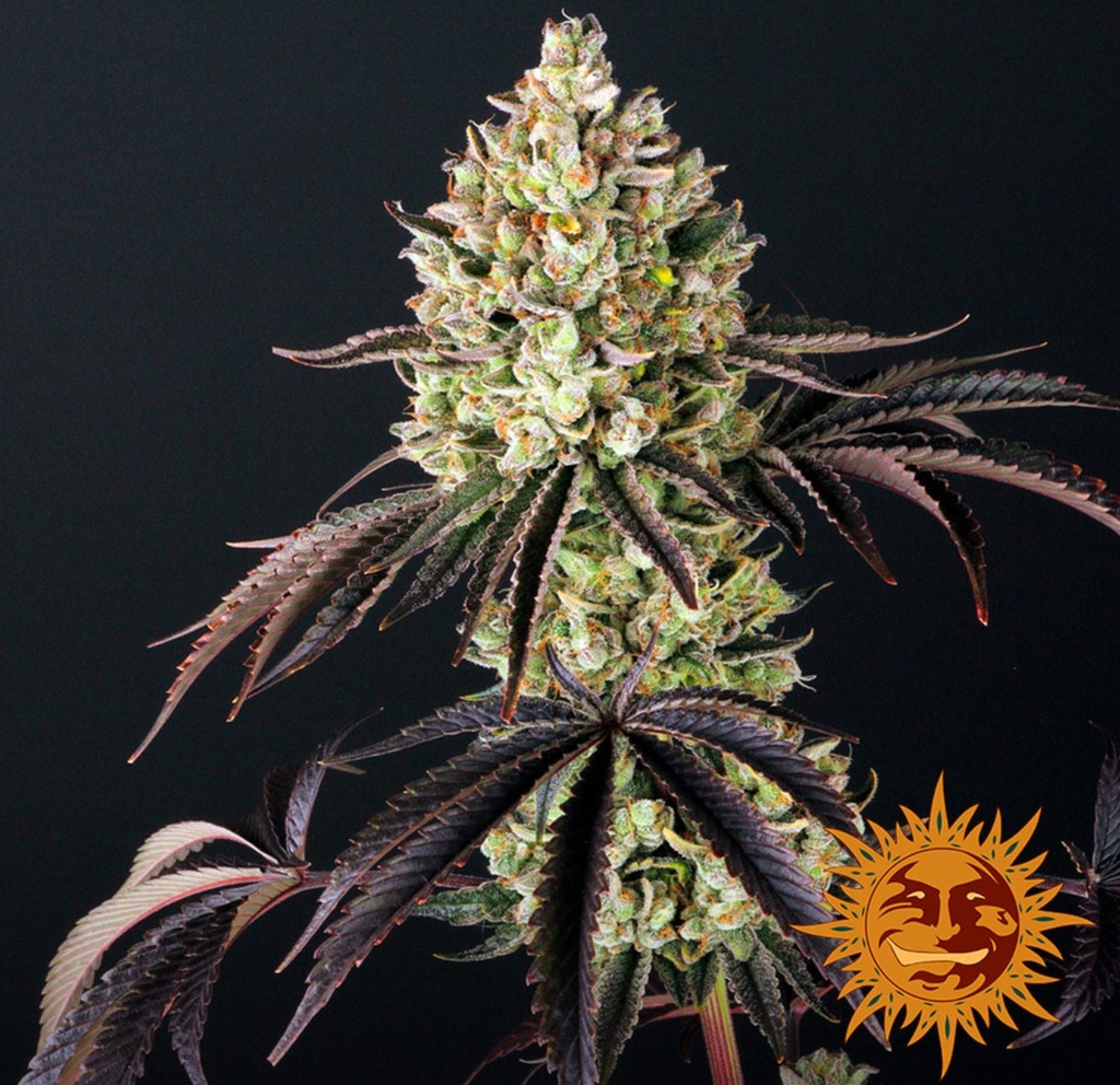 Barneys Farm Glookies Fem 3St.