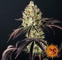 Barneys Farm Glookies Fem 3St.