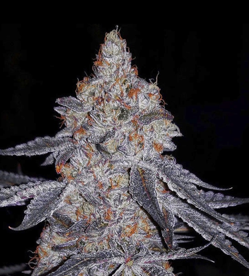 Ethos Banana Daddy R1 Fem 5St.