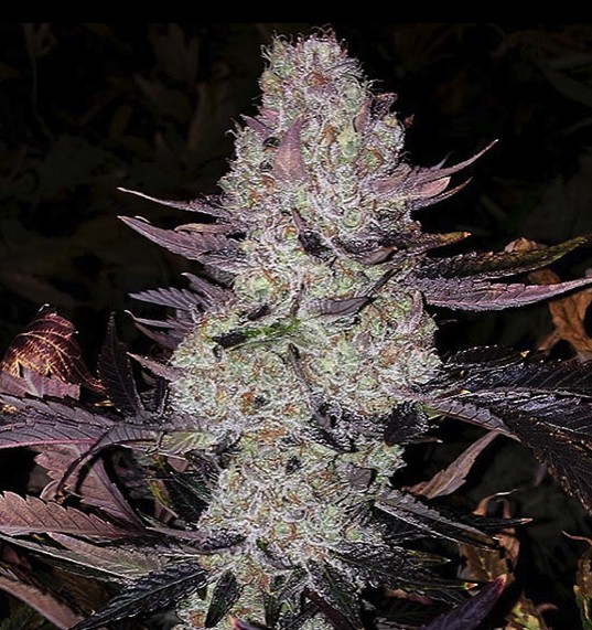 [BT-16990] Ethos Grape Diamonds R2 Fem 5St.