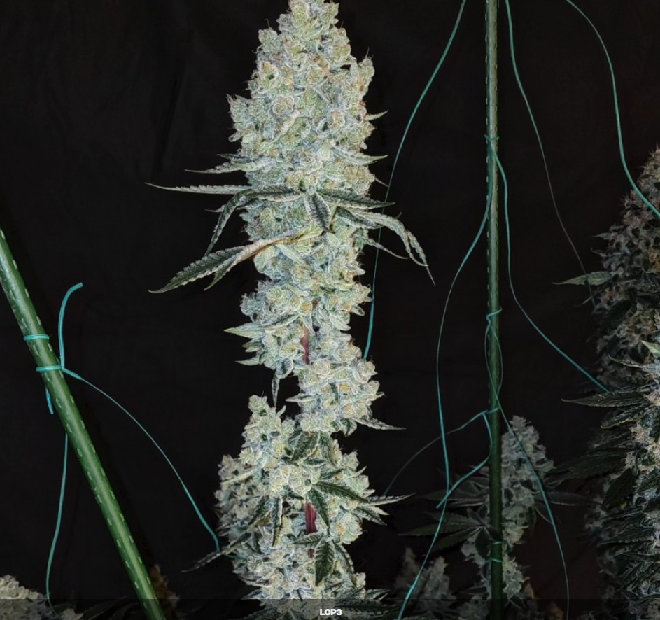 Ethos Lemon Cherry Pie R1 Fem 5St.