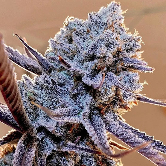 Ethos Lilac Diesel RBX2 Fem 5St.