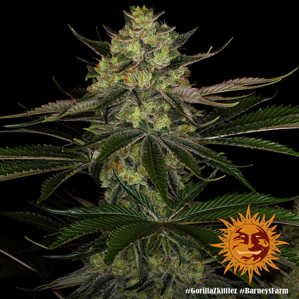 Barneys Farm Gorilla Zkittlez Fem 3St.