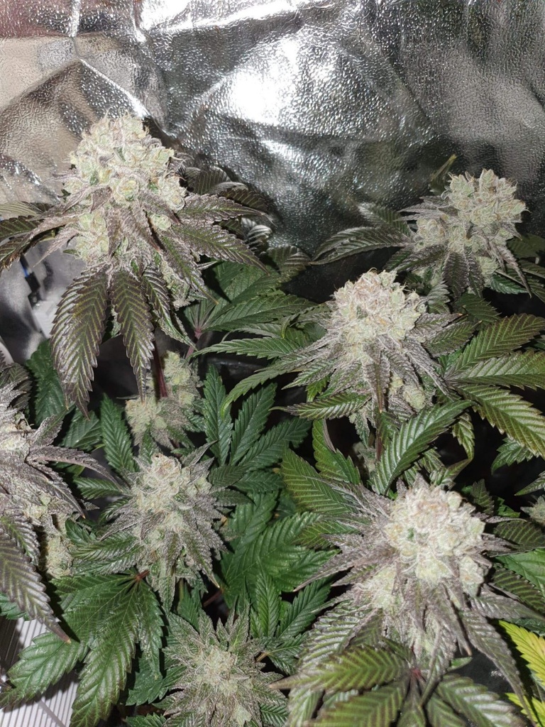 [BT-17004] In House Genetics Banana Cake Fem 3St.