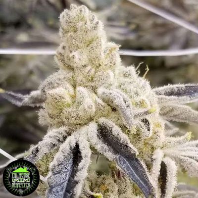 [BT-17005] In House Genetics Masterpiece Fem 3St.