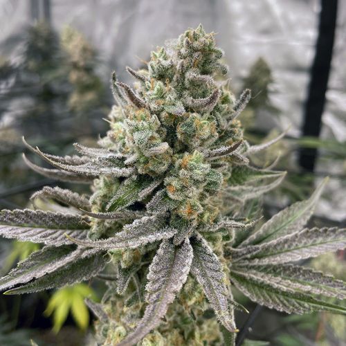 [BT-17006] In House Genetics Platinumz Fem 3St.