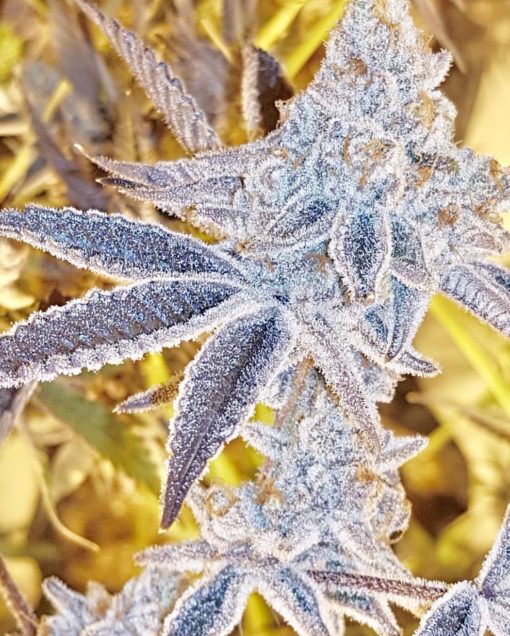 [BT-17007] In House Genetics Platinum DOSI Fem 3St.