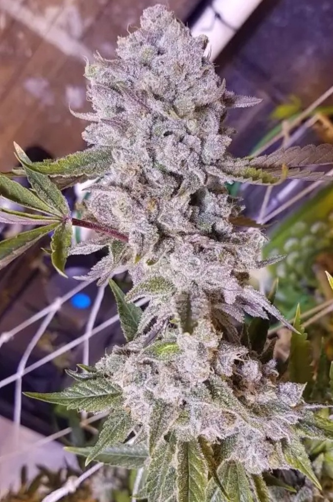 [BT-17008] In House Genetics Platinum Gorilla Fem 3St.