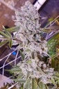 In House Genetics Platinum Gorilla Fem 3St.
