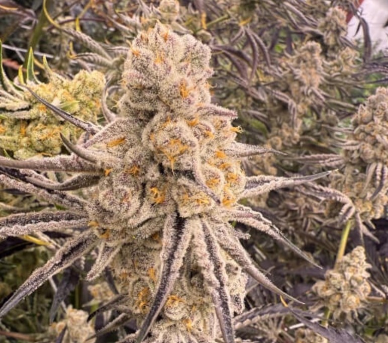 [BT-17011] In House Genetics Slurricane IX Fem 3St.