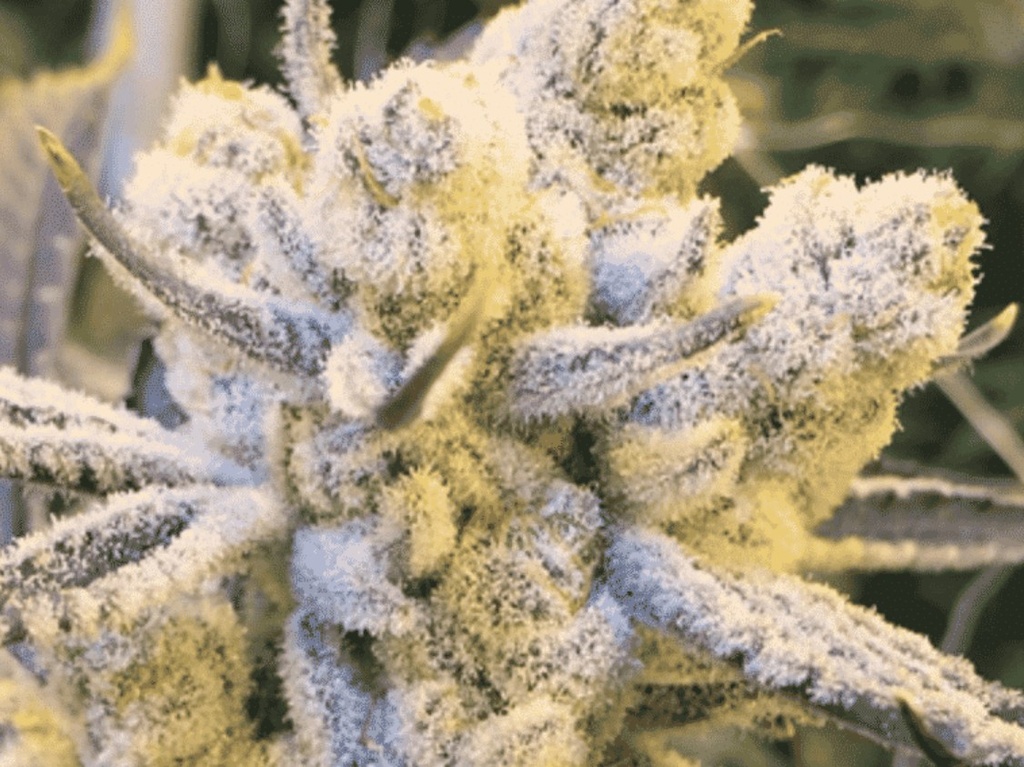 [BT-17012] In House Genetics Sugar Cane Fem 3St.