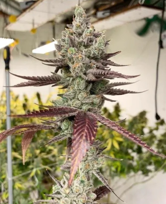 [BT-17014] In House Genetics Bluenana Fem 3St.