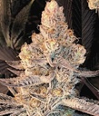 In House Genetics Dolato S1