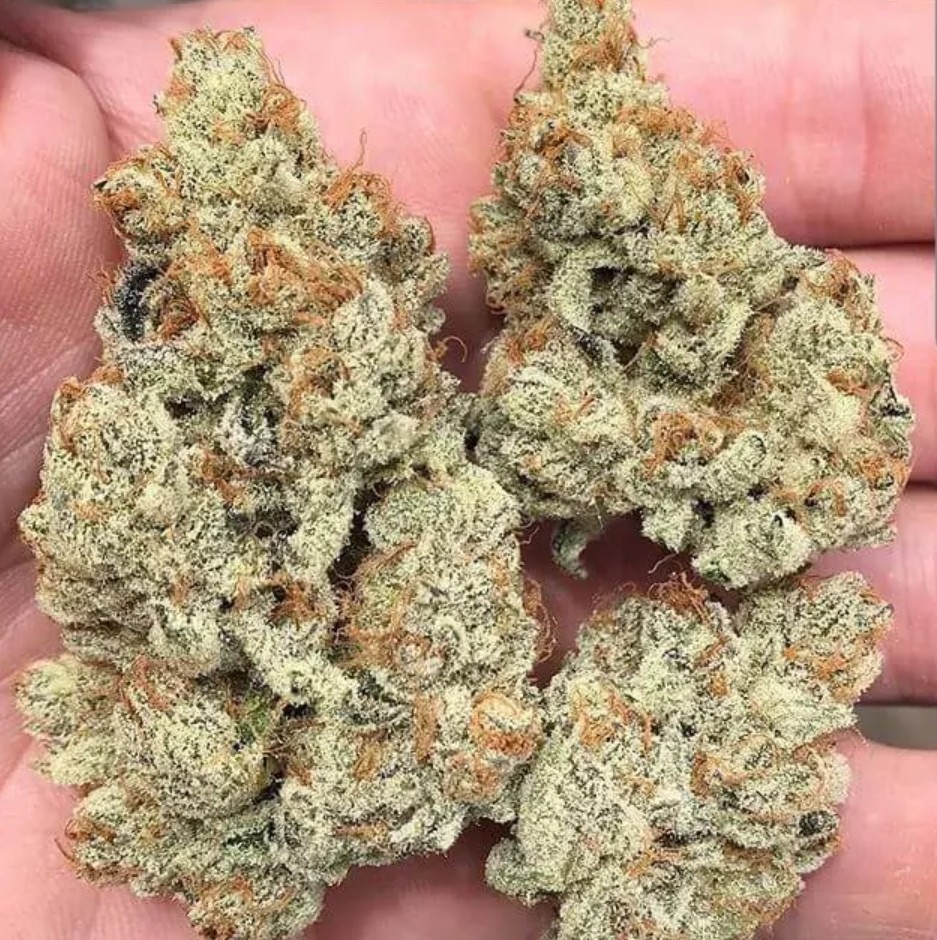 [BT-17017] In House Genetics Frozen Gelato Fem 3St.