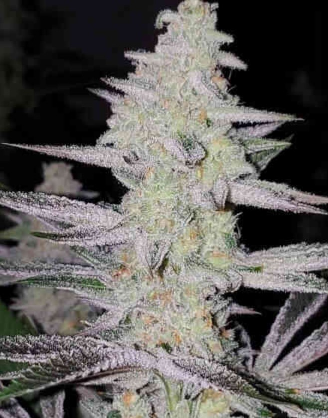 [BT-17018] In House Genetics Frozen Grapes Fem 3St.