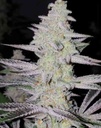 In House Genetics Frozen Grapes Fem 3St.