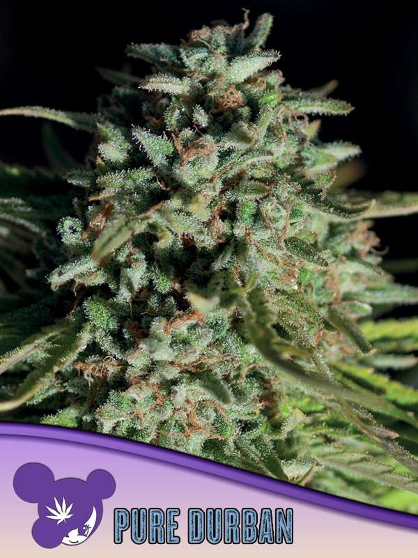 Anesia Pure Durban Fem 3St.