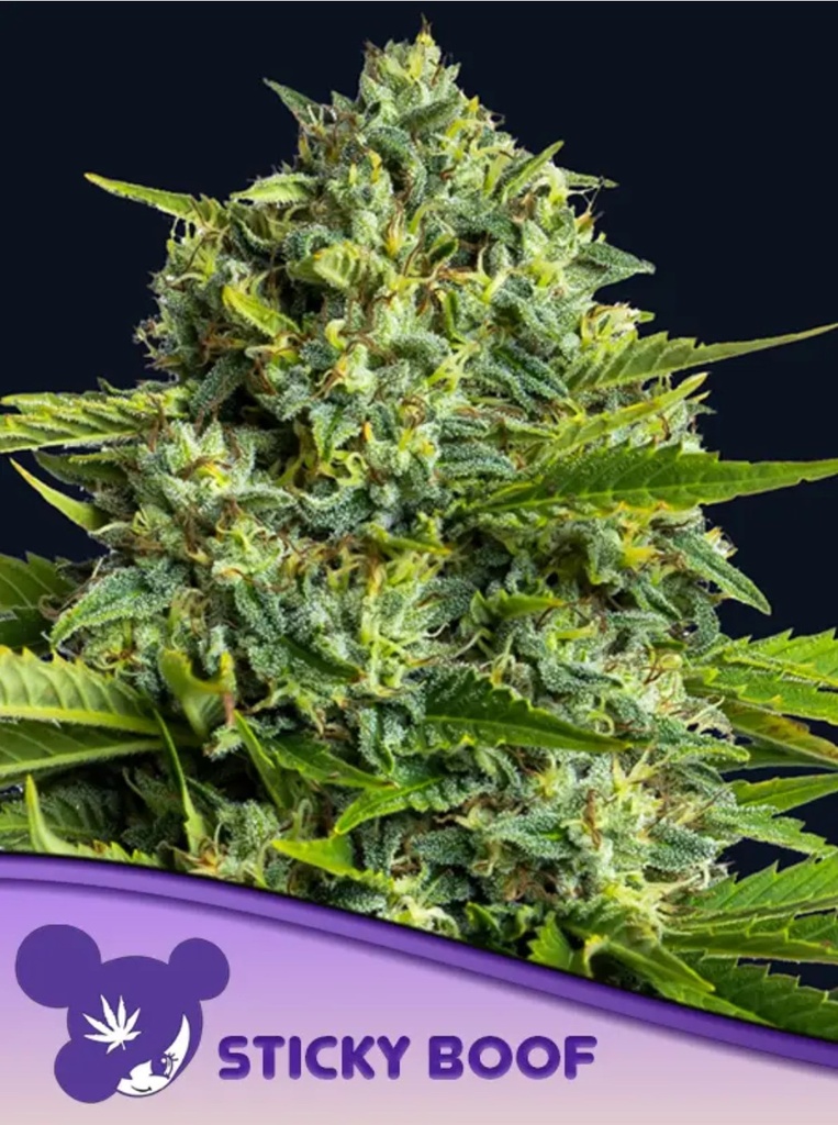 [BT-17030] Anesia Sticky Boof Fem 3St.