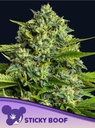 Anesia Sticky Boof Fem 3St.