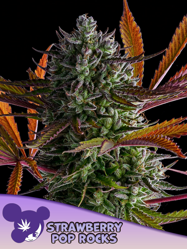 Anesia Strawberry Pop Rocks Fem 3St.