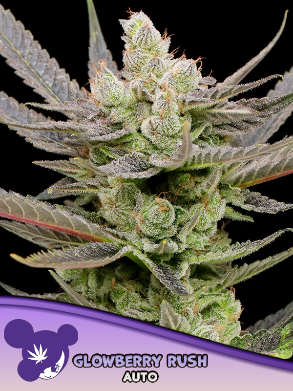 Anesia Glowberry Rush Auto Fem 3St.